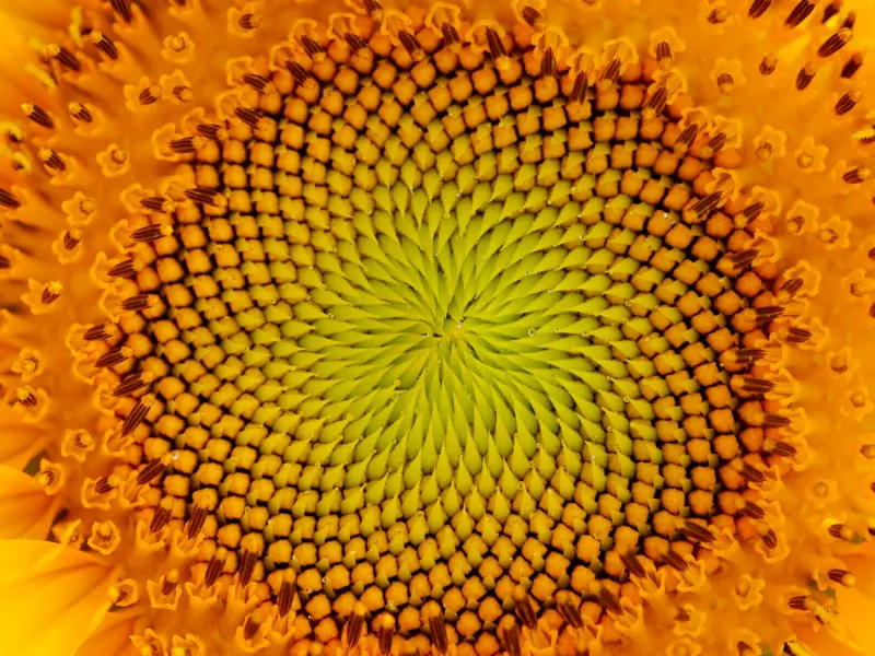 Sonnenblume.jpg