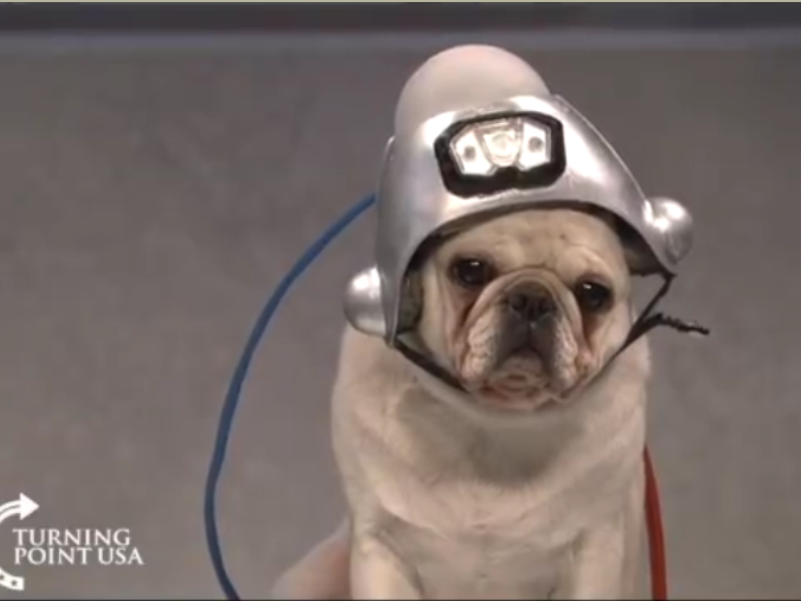 dog.png