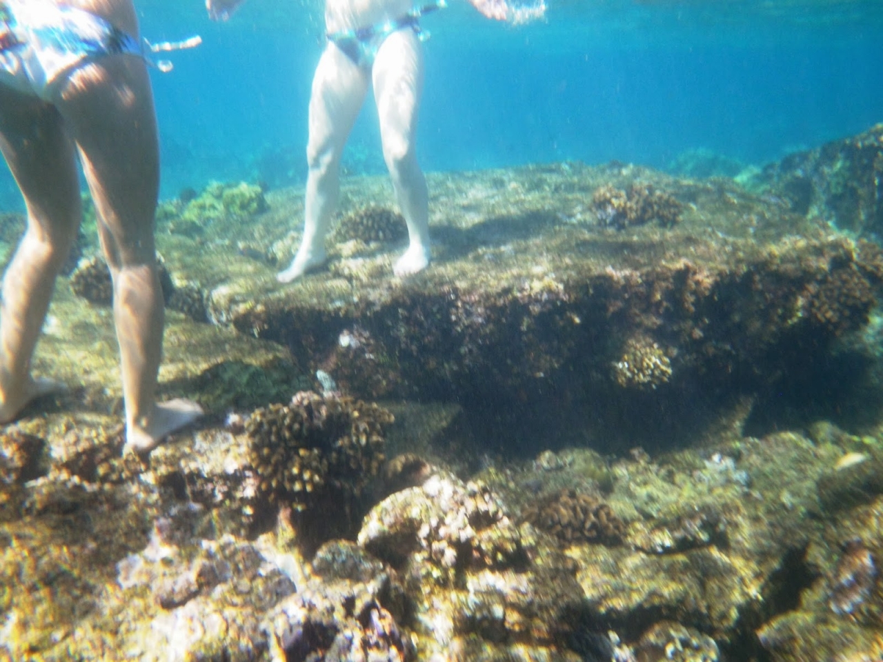 tourists-on-coral-reef.jpg