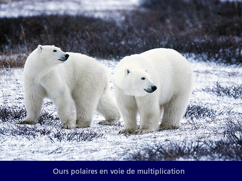 ours-polaires.jpg