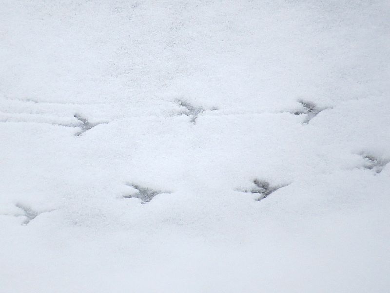 bird-footprint-on-snow-800x600.jpg