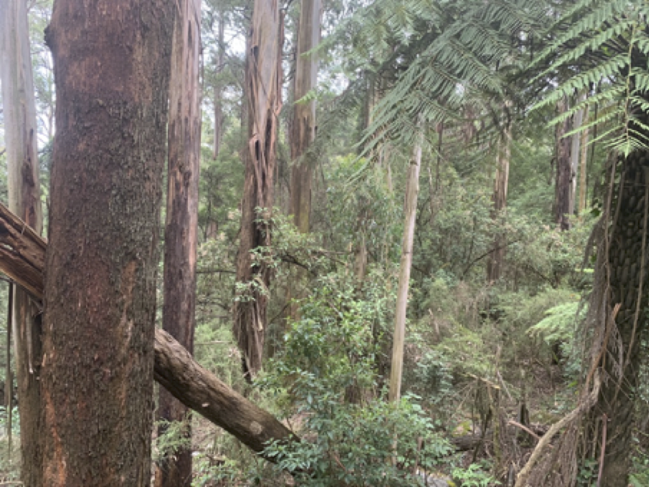 Neunzig Prozent der Wälder blieben unversehrt (Ferny Creek, Dandenongs, Victoria)