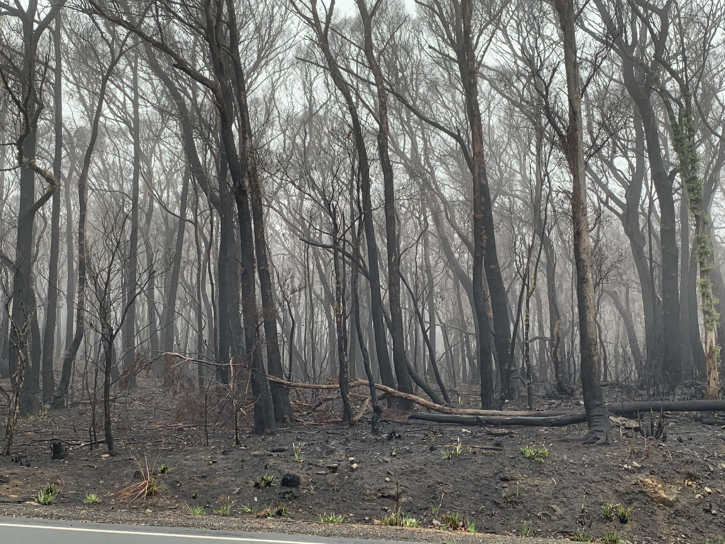 Verbrannter Wald westlich Batemans Bay NSW